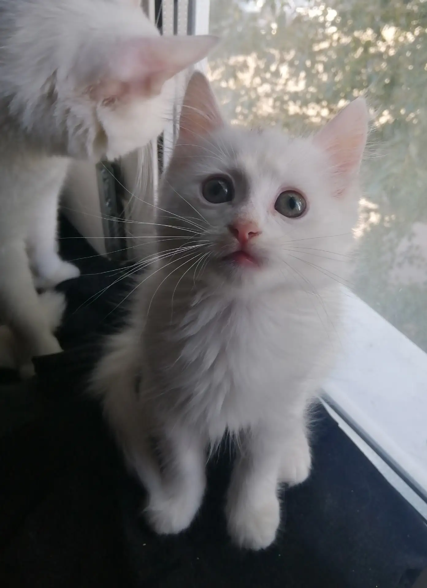 Одна из наши кошек летом родила котёнка, ждали, пока подрастёт.