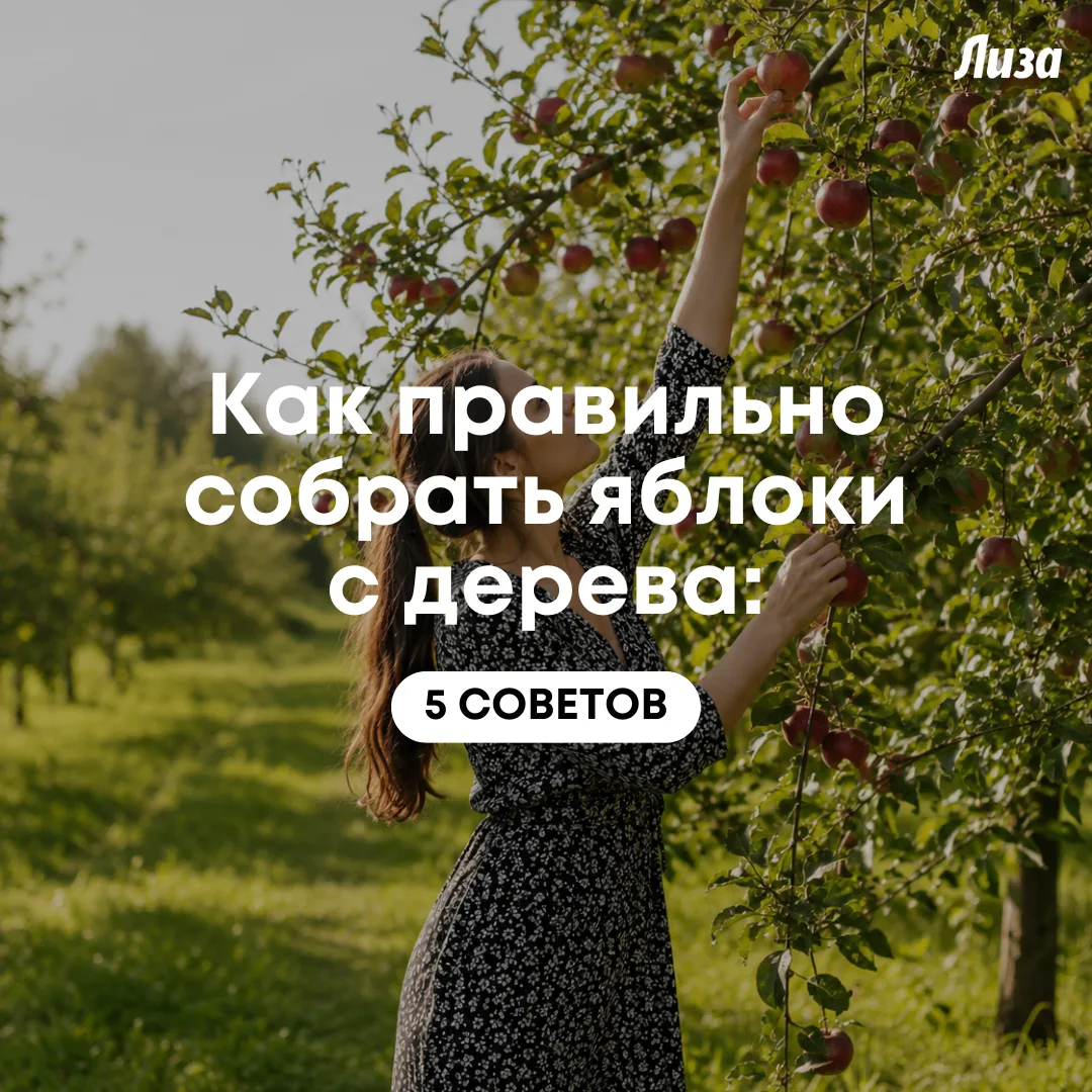 Самые вкусные и сладкие яблоки растут на верхних ветвях дерева, и дотянуться до них бывает непросто.