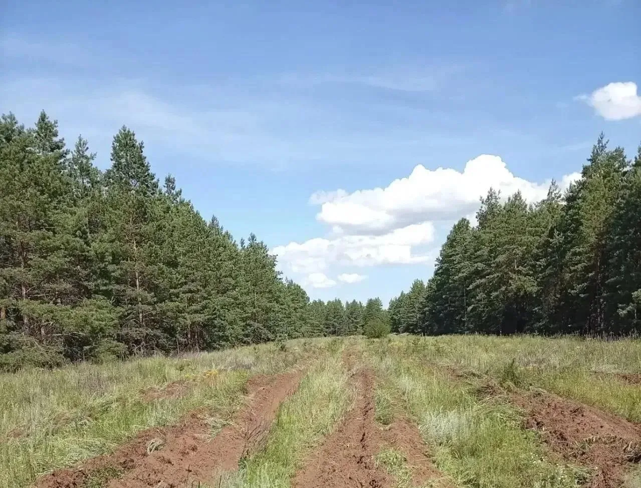 В Оренбургской области проводят летний уход за молодыми лесами
 
🌲 В лесничествах региона проводят 