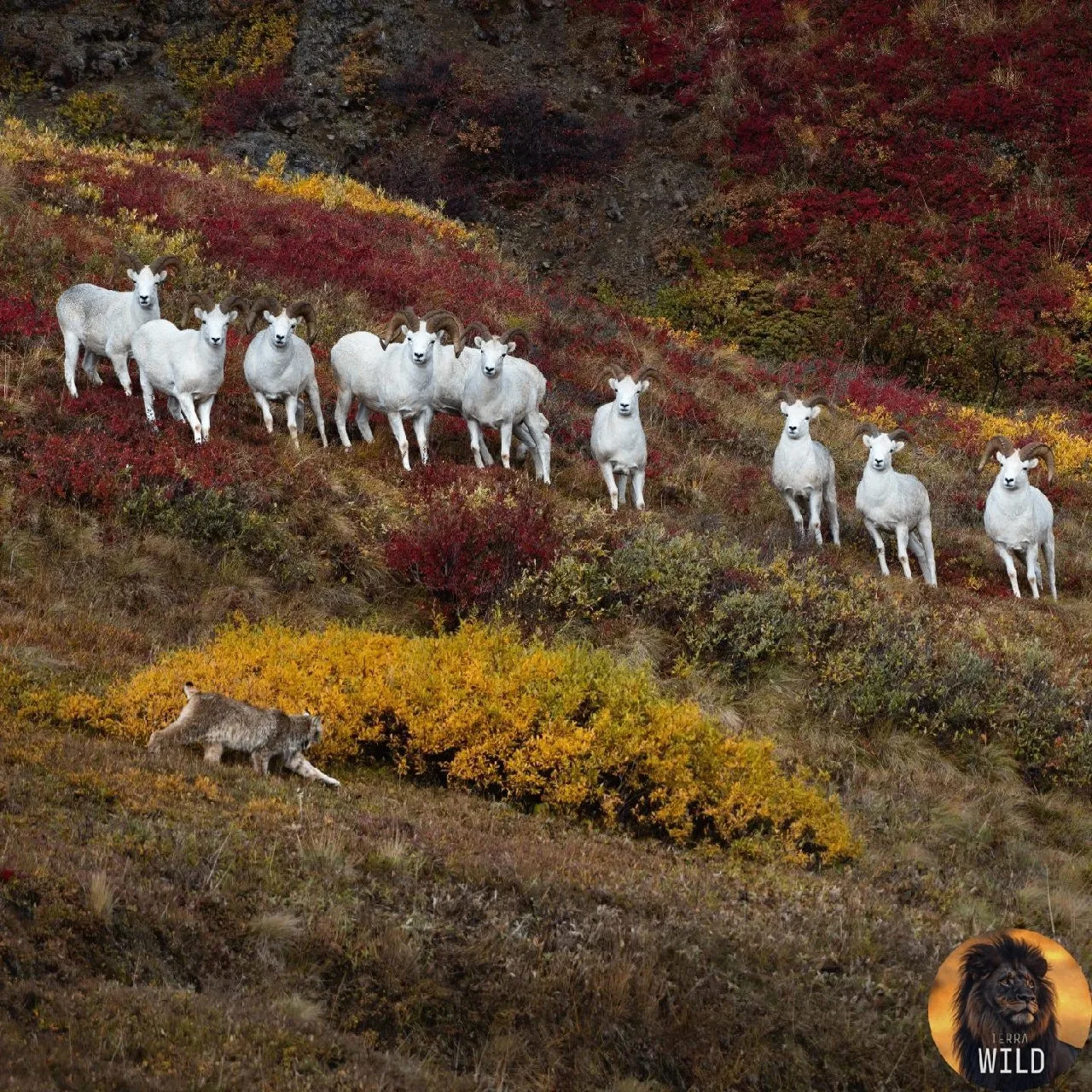 🐏 Стадо горных баранов замерло, заметив рысь, спускающуюся с горы.
