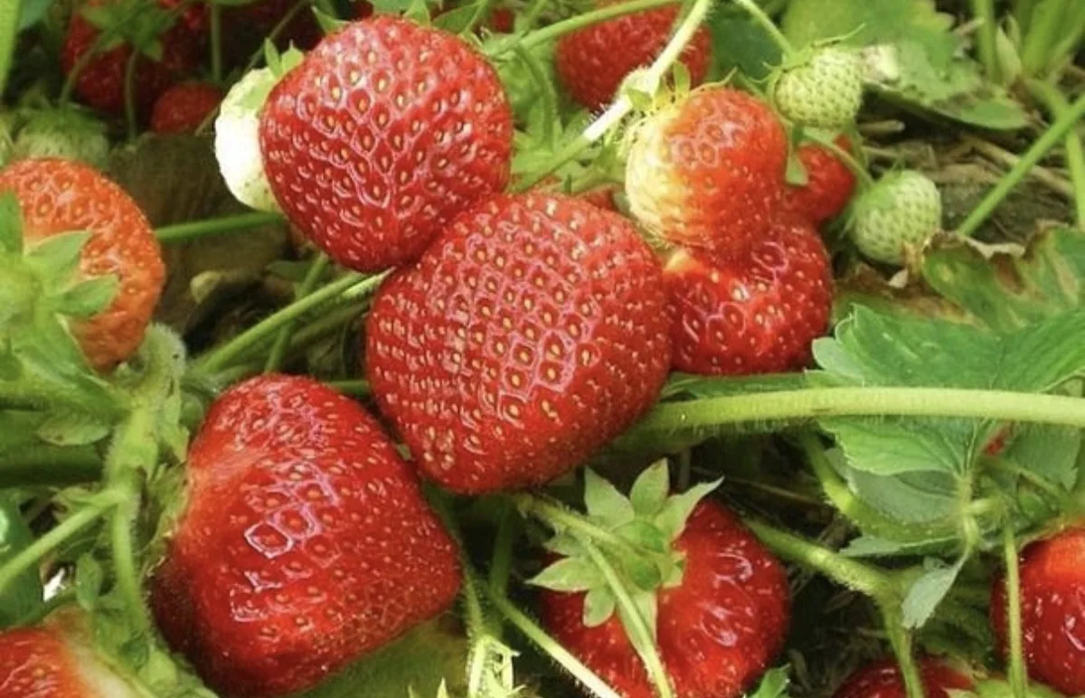 ‍🍓КАК НАБРАТЬ ПОСАДОЧНЫЙ МАТЕРИАЛ СО СВОИХ КУСТОВ И В КАКИЕ СРОКИ ЕГО ВЫСАЖИВАТЬ🍓