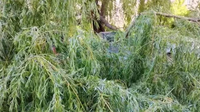 🌳 Дерево упало на три машины у дома №1 на Шуминского из-за ветра. 

Собственники обратились в полиц
