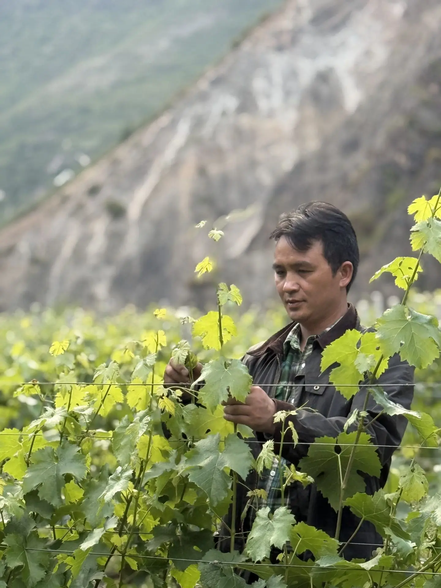 Ледяное вино из тибетской Юньнани взяло золото на Wynn Signature China Wine Awards