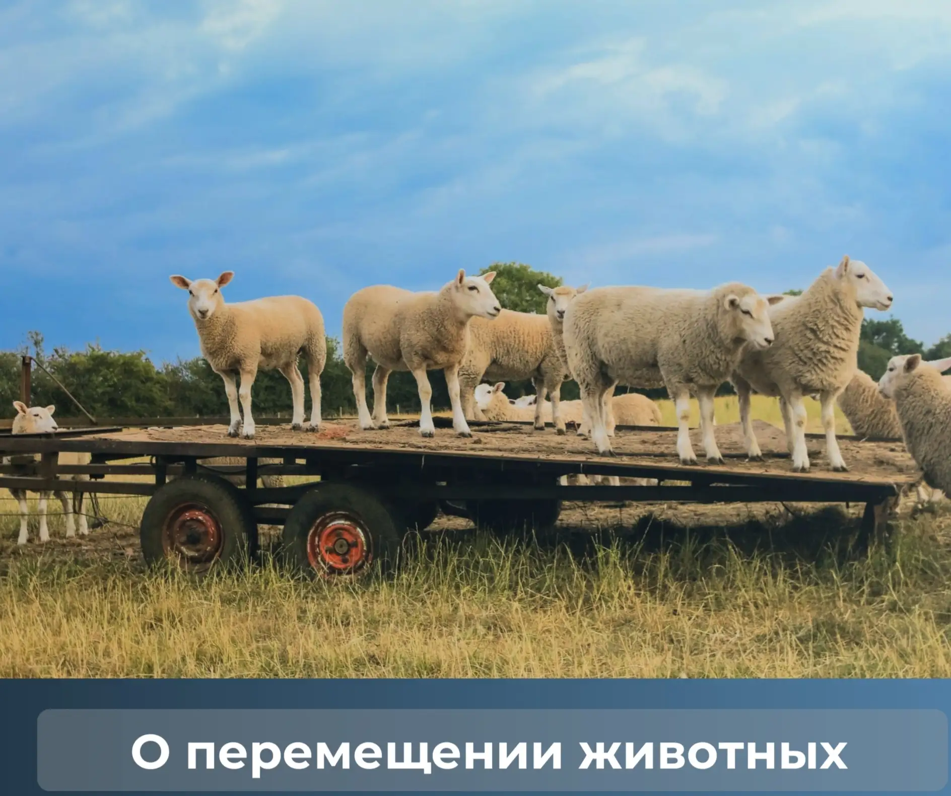 Напоминаем!