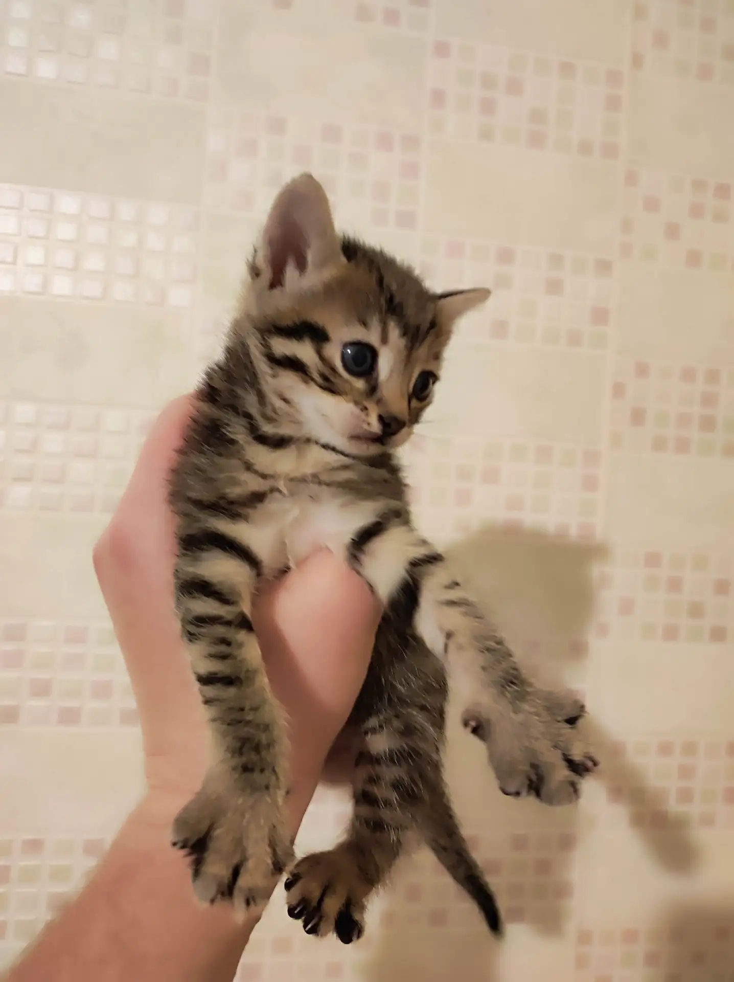 Отдадим котят в добрые руки, к лотку причины, сами едят