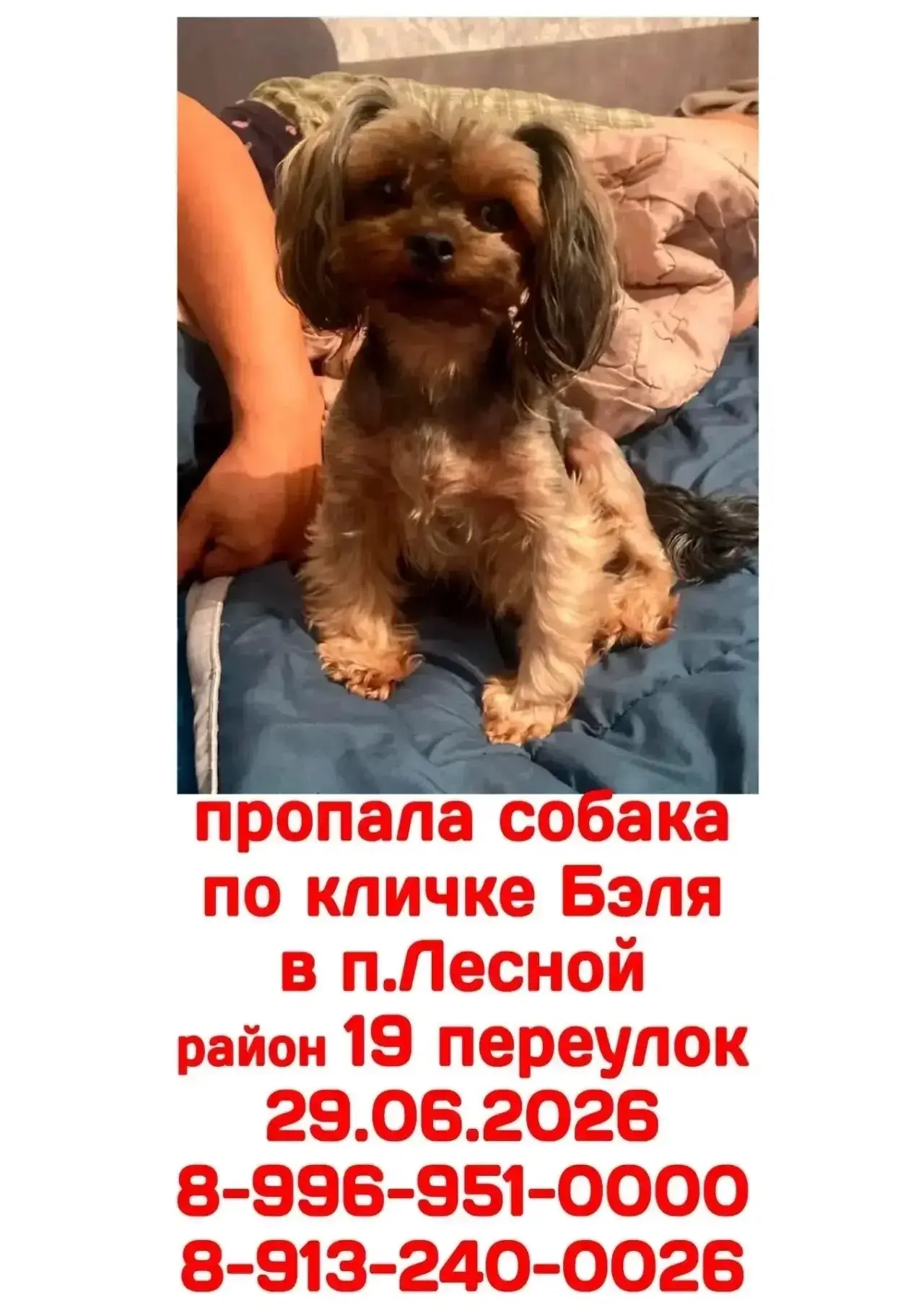 Пожалуйста, помогите найти собаку по кличке Бэля. Просьба связаться по контактным номерам!