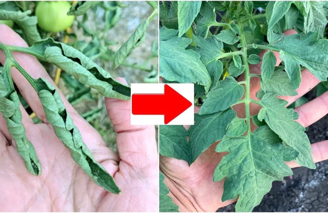 🍅 Почему у томатов скручиваются верхние листья

Если верхние листья томатов начинают закручиваться 