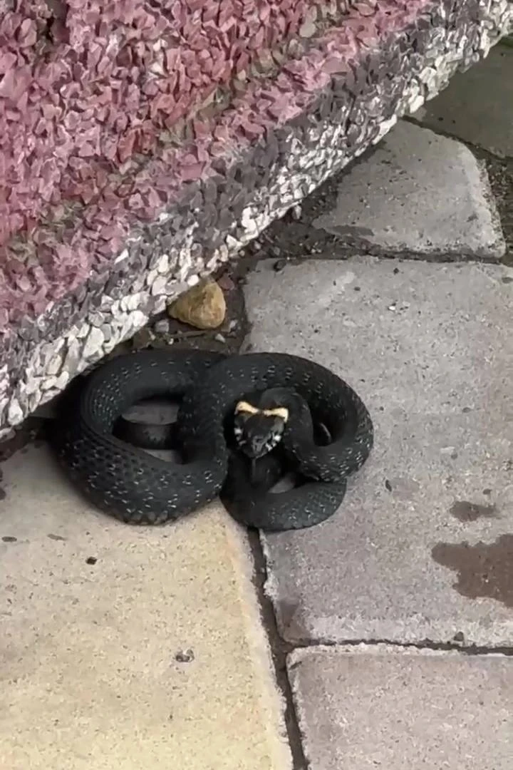 🐍 В Южном городе на прогулку выполз уж