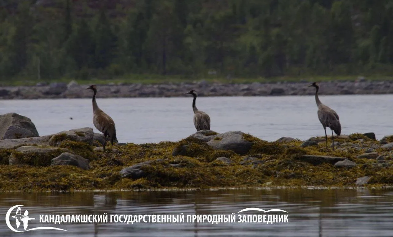 В Мурманской области зарегистрировали 282 вида птиц