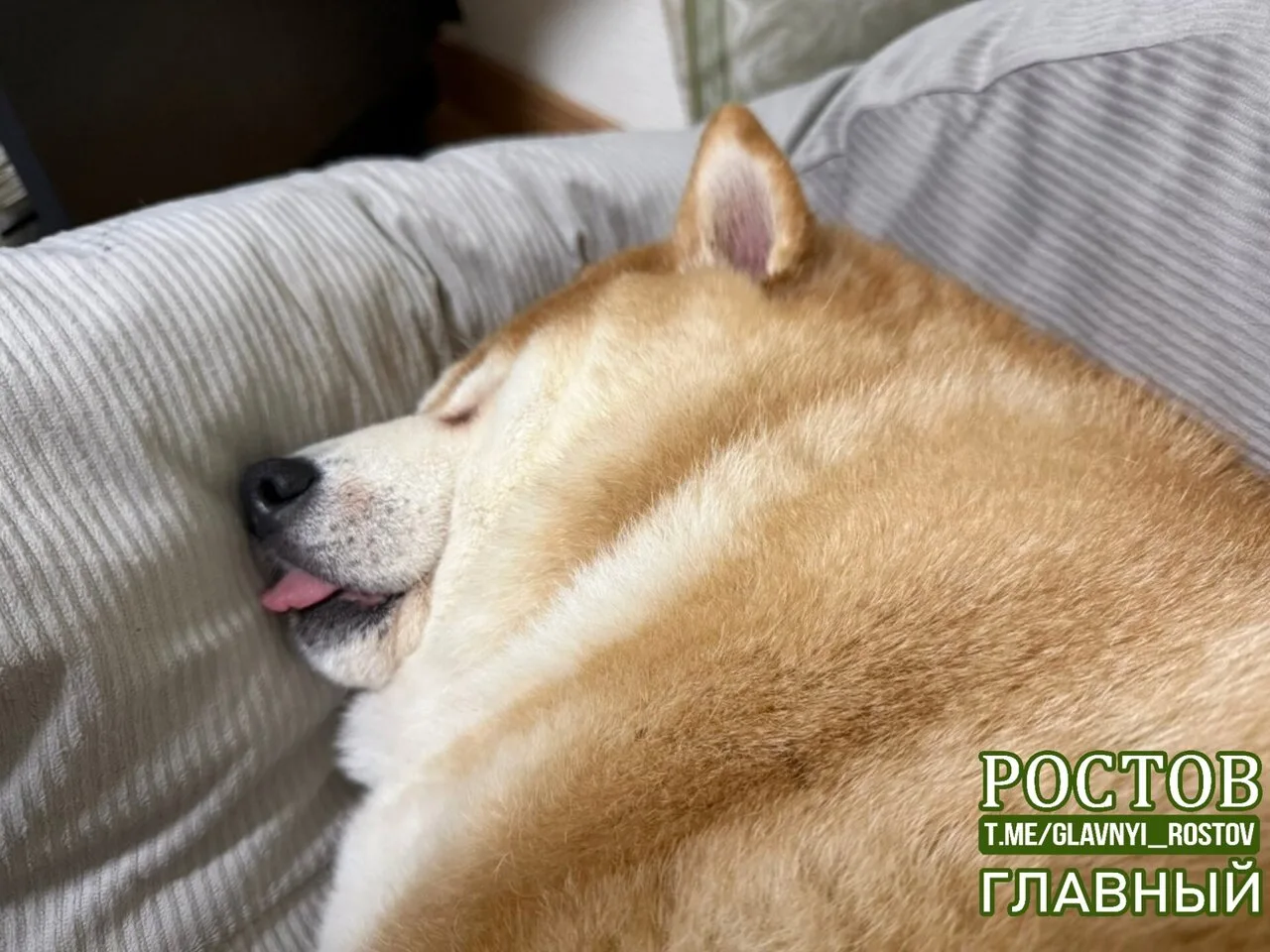 😴 Сильно ему не завидуйте