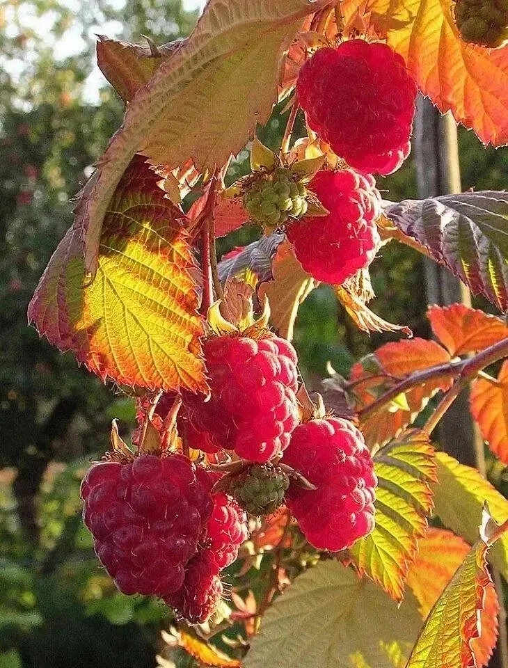 🍇✂️🍂 «МАЛИНОВЫЙ ПОРЯДОК»: Осенняя обрезка и уход за малинником
