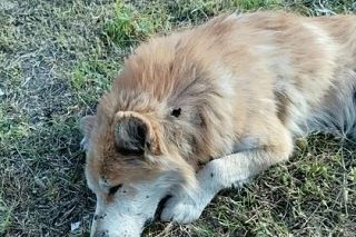 😔 В Бийске собака погибла после выстрела смертельным дротиком — всё произошло на глаза...