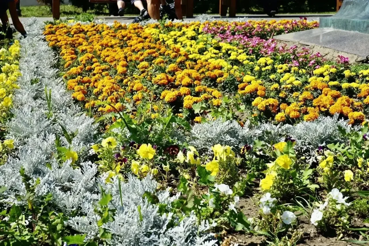 🌺 К Дню города Орел украсят десять тысяч новых цветов

Вчера работы велись в сквере Орловских литер