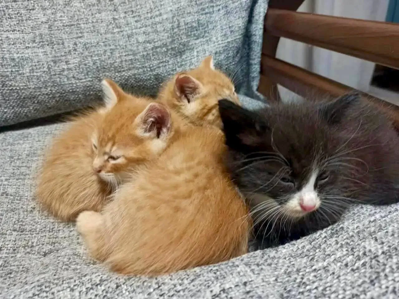 🐾🐈‍⬛Сотрудники Рузского регоператора спасли котенка в подмосковной Истре