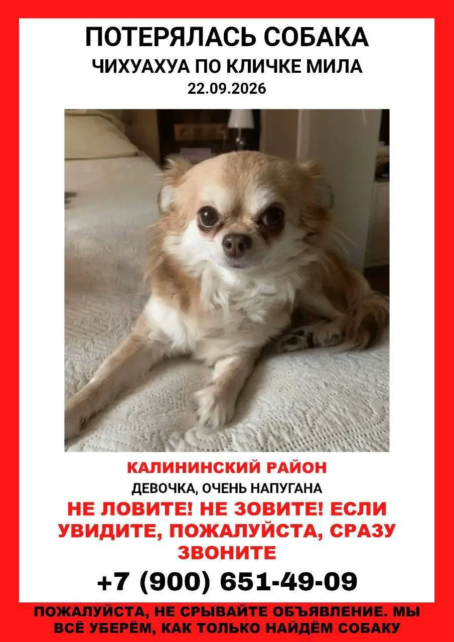 Подписчица просит помощи: