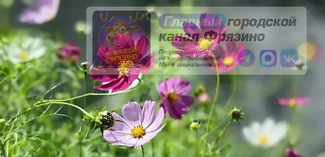 ⚡️ Итоги недели | Фрязино