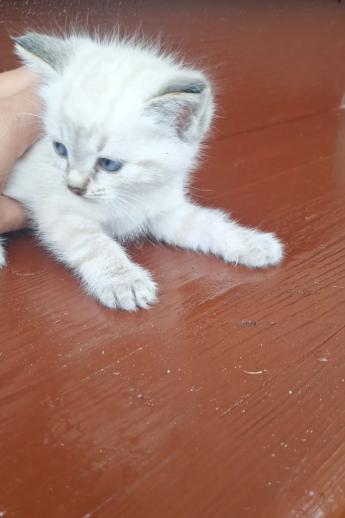 Ищем дом дя котят,белый мальчик, серая девочка