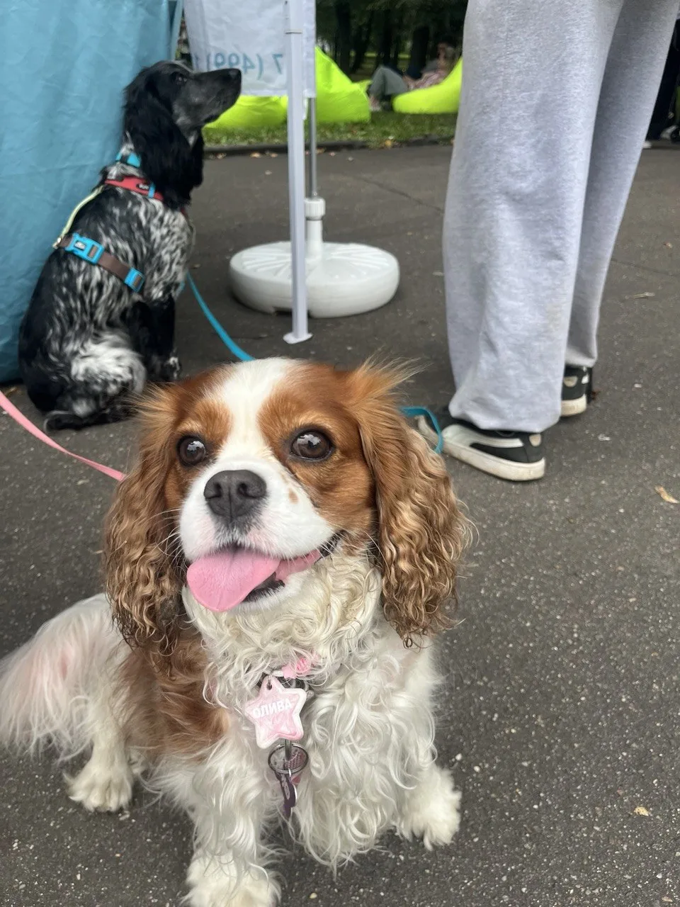 Кажется, у нас сегодня самый хвостатый рабочий день в году 🐶