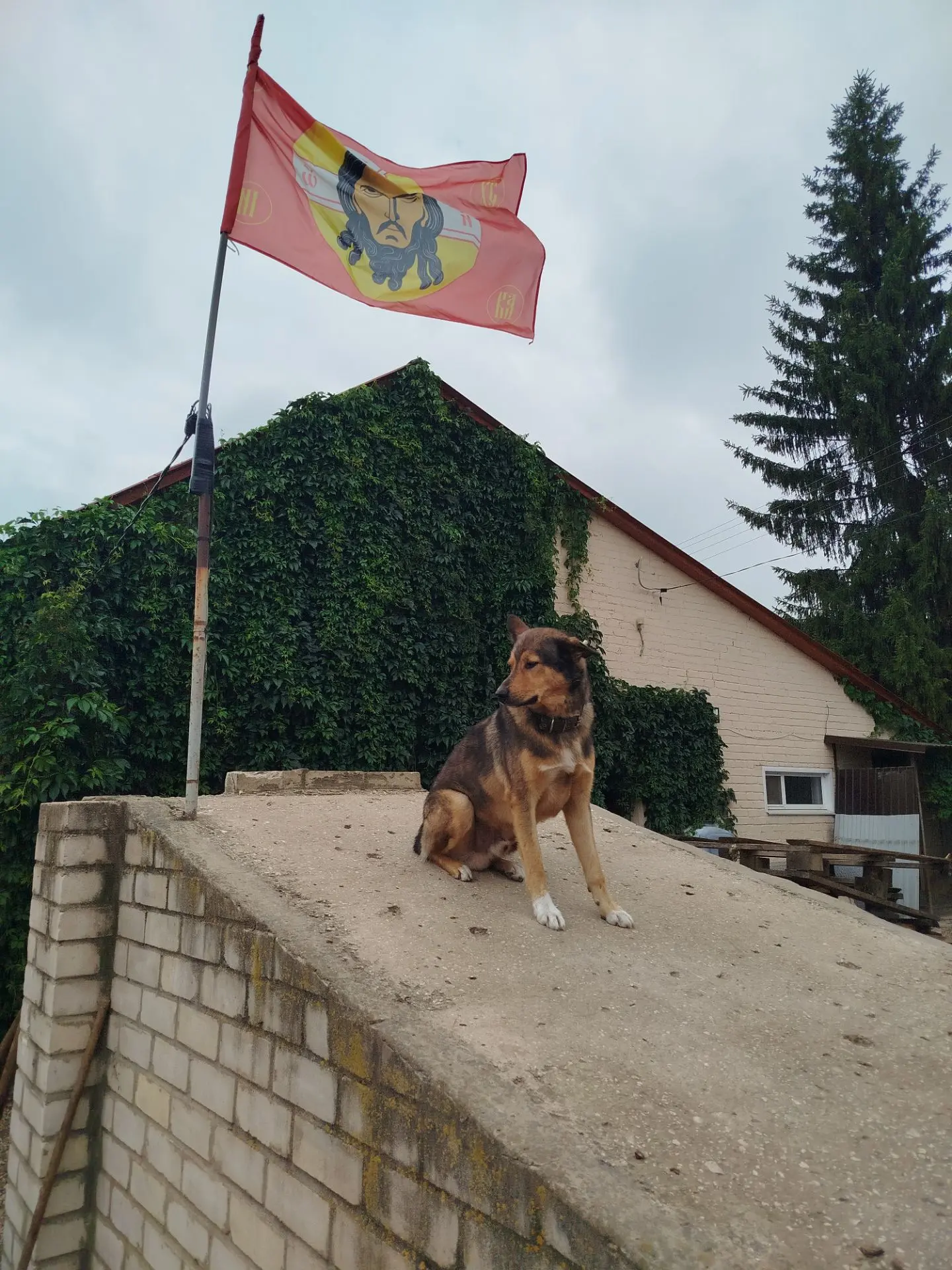 Брут. Третий день. Бдит. Хозяин... 😊😊