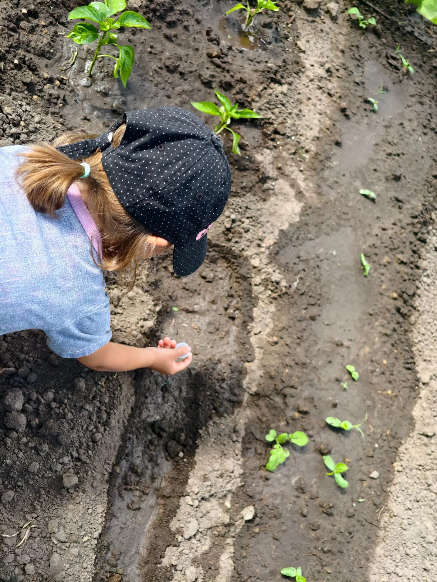 🌱 Секретная миссия в теплице выполнена! Редиска посажена! 💥🛖

Воспитанники группы «Капельки» вчер
