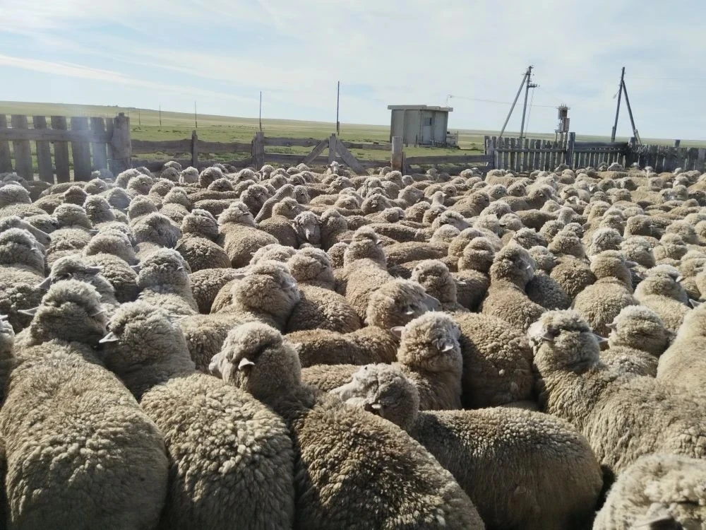 Забайкальский аграрный - в дело! 🌾🐄
ЗабАИ приступил к исследованиям в рамках федерального проекта 