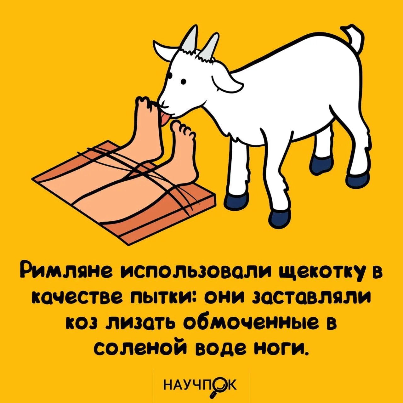 Римляне пытали щекоткой: заставляли коз облизывать солёные ноги. 🐐😆
