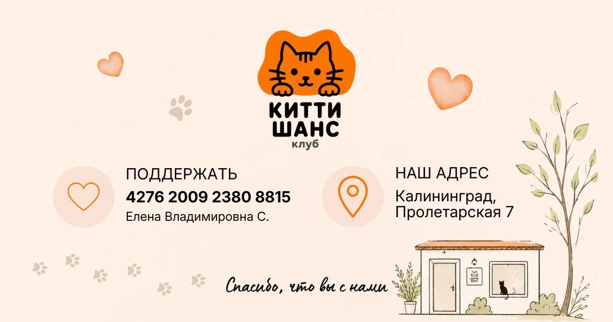 Как помочь клубу Китти Шанс?