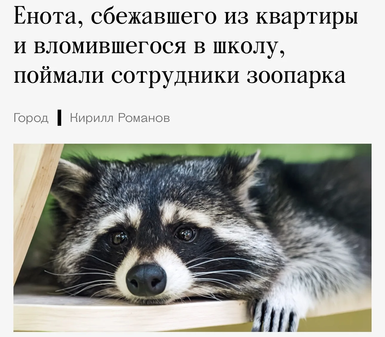 Даже не знаем, что удивило больше: то, что енот живёт в квартире или что он решил вломи...