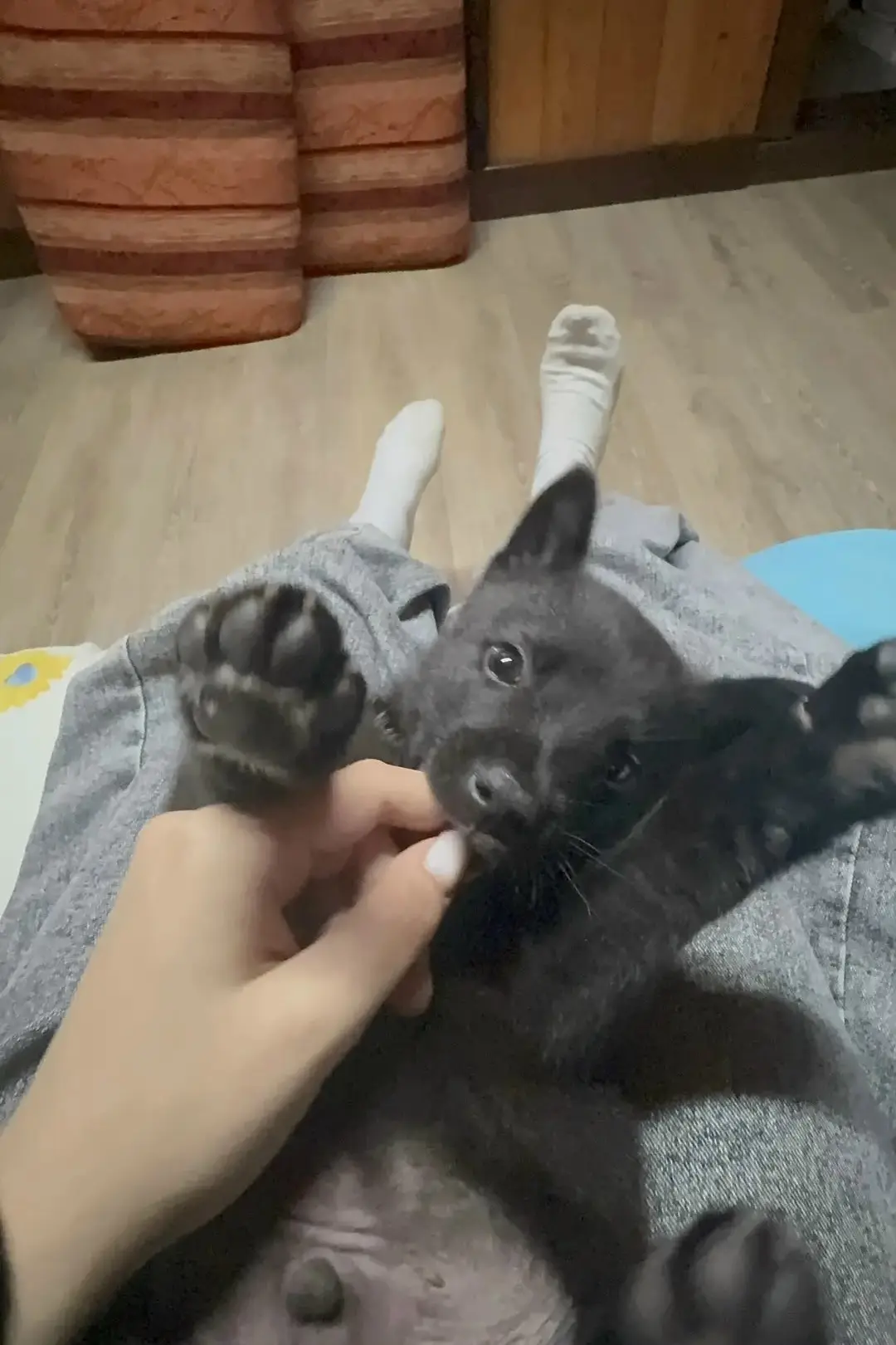 Ребята!!!!
СРОЧНО НУЖЕН ДОМ!!!!
Ребенок нашёл щенка в мешке на улице, кто то хотел его убить. МАЛЬЧИ