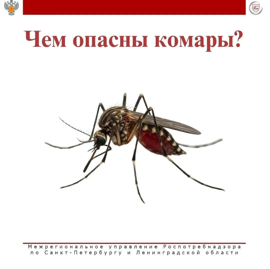 🦟 В России обитает более 100 видов и подвидов кровососущих комаров. Передача инфекции ...