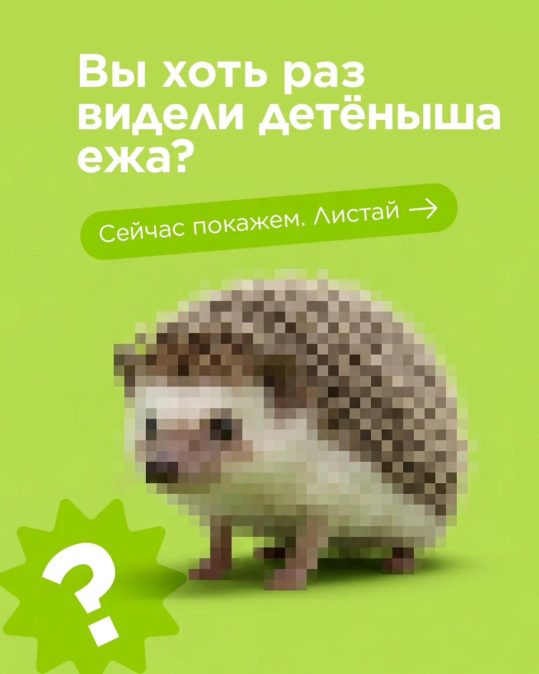 А вы когда-нибудь видели детёныша ежа? 🦔💚Малыши появляются на свет с мягкими иголками...