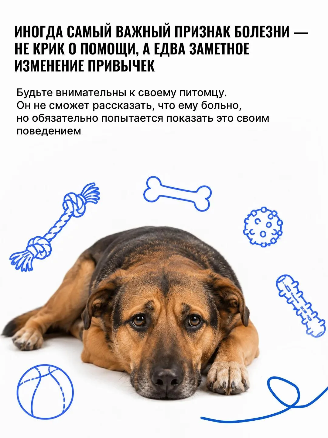 🐾 «Он просто стал спокойнее…», «Наверное, возраст…»

Именно так владельцы чаще всего объясняют изме