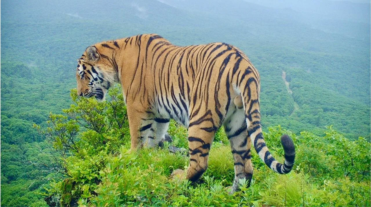 🐆Когда природа создаёт идеальный кадр