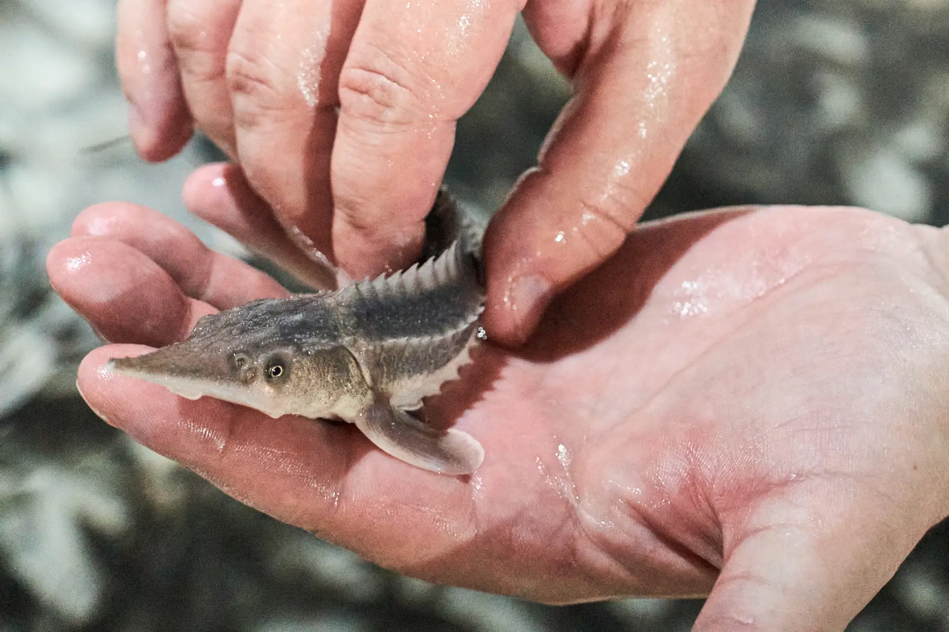 🐟 Выпустили в Енисей более 7 тысяч мальков сибирского осетра.

Специалисты КРУДОР выпустили в Енисе