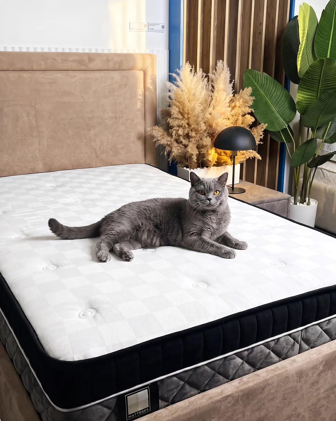 🐈  Котики плохого не посоветуют
