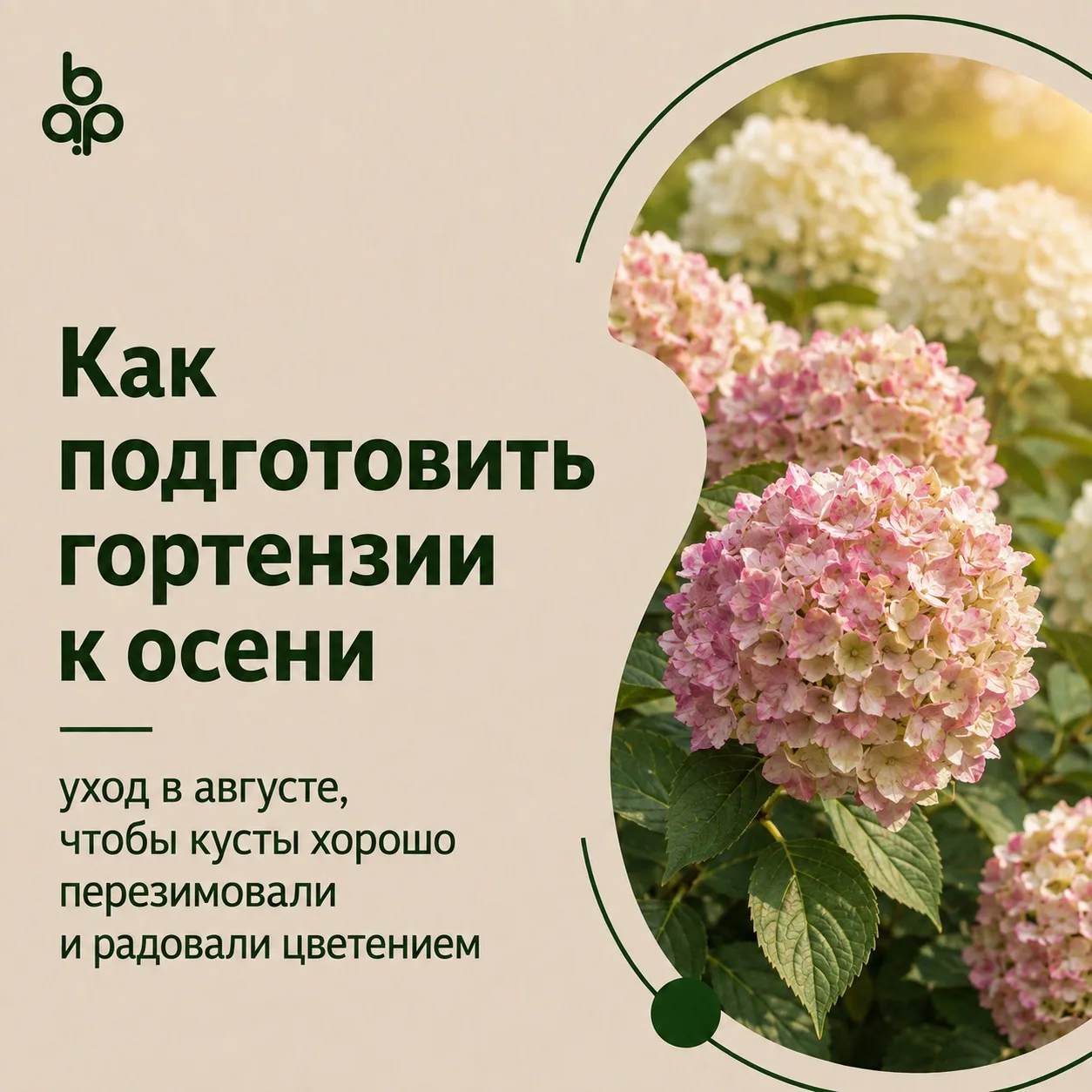 🌿 Как подготовить гортензии к осени?