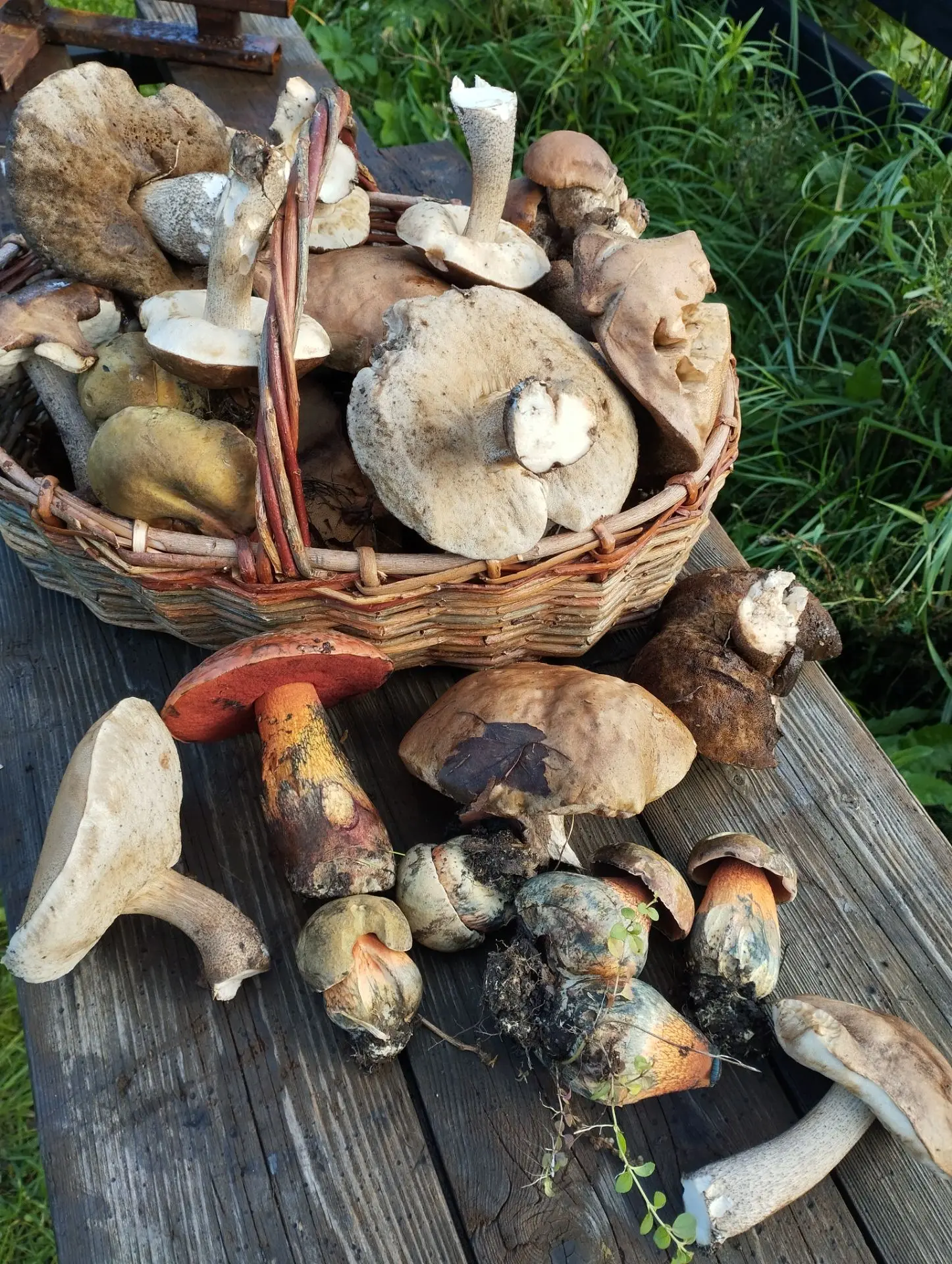 Когда природа говорит: “Не ходи в лес, я сделаю сюрприз прямо у крыльца!” 🍄✨