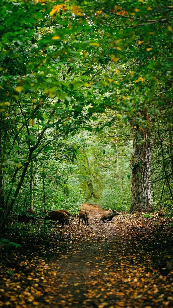 🐗 Семью кабанчиков запечатлели в Лисьем носу местные жители