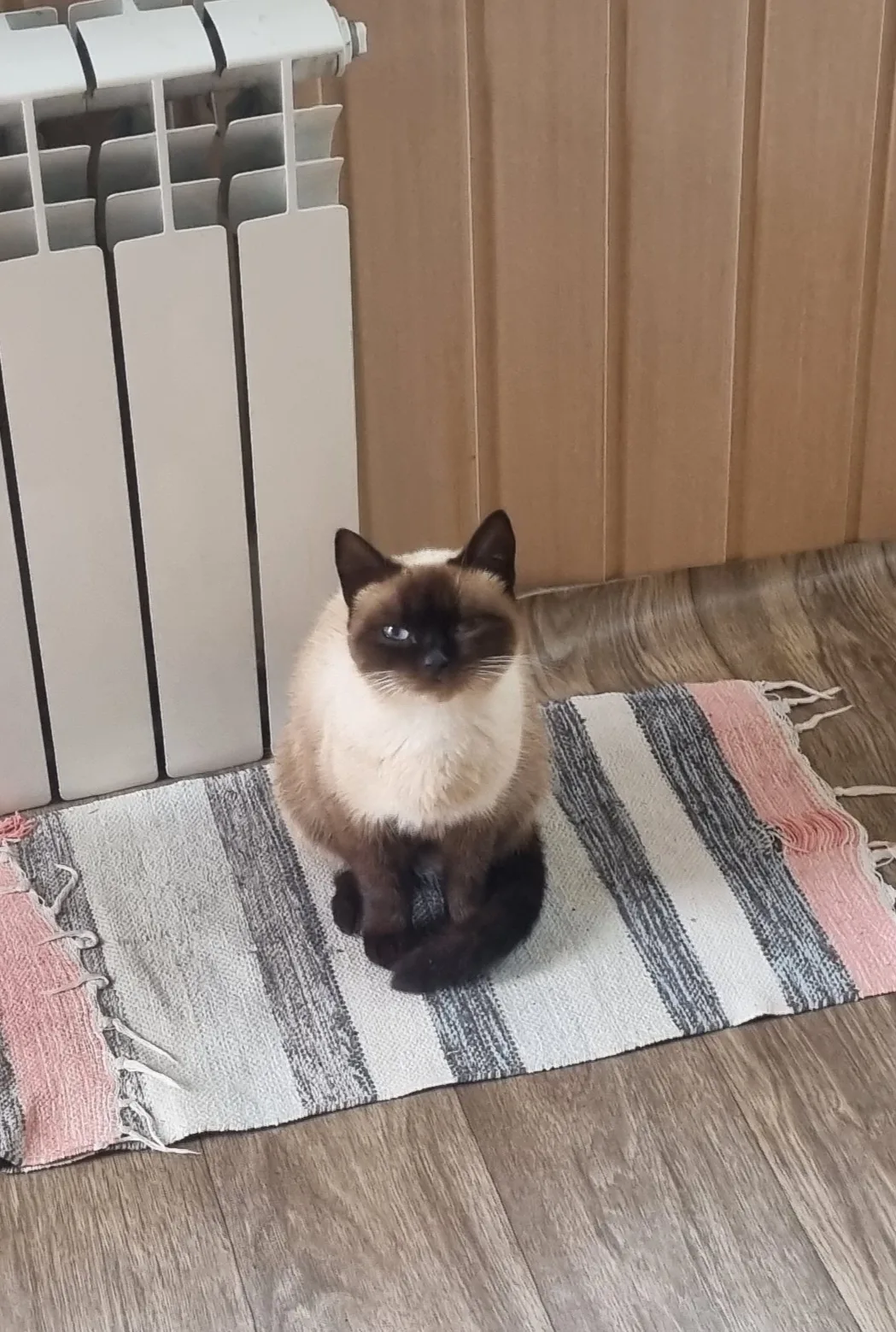 Хозяева откликнитесь. Кошечка 🐱 не уходит от нас совсем скоро холод