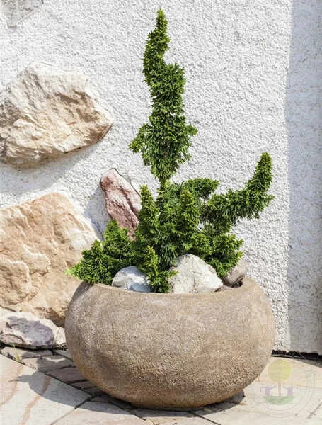 Туя западная «Саграда» (Thuja occidentalis Sagrada) — настоящий живой арт-объект для ва...