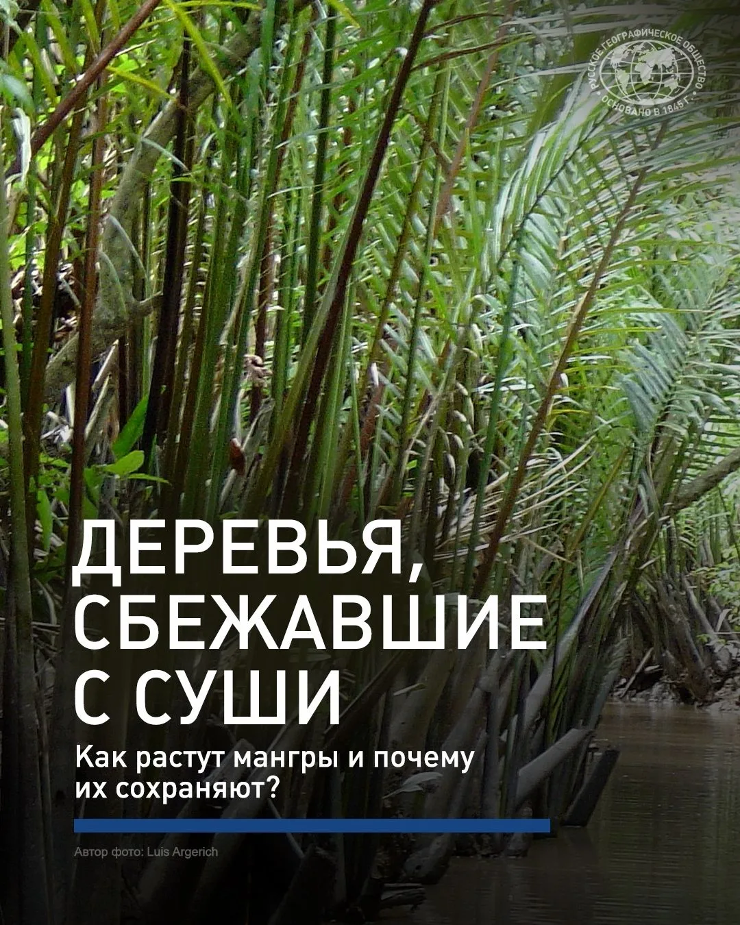 😰За последние 40 лет площадь мангровых лесов сократилась вдвое!

Мангры — это редкие экосистемы на 
