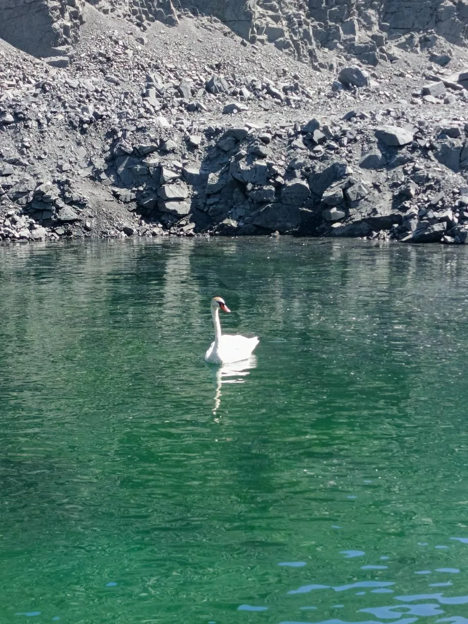 🦢 На территории Лебединского ГОКа был спасён лебедь

Птица прилетела поплавать на местном карьере, 