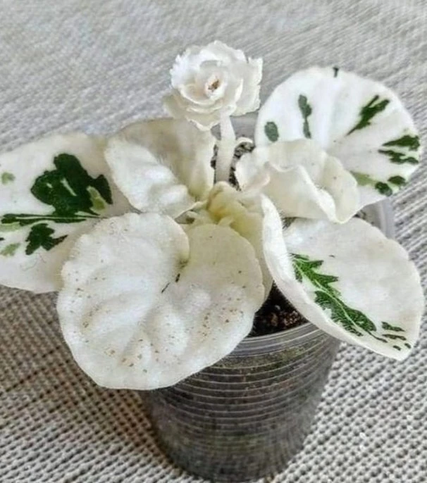 Фиалка-альбинос... Этo чтo тo шeдeвpaльнoe 😍😍😍