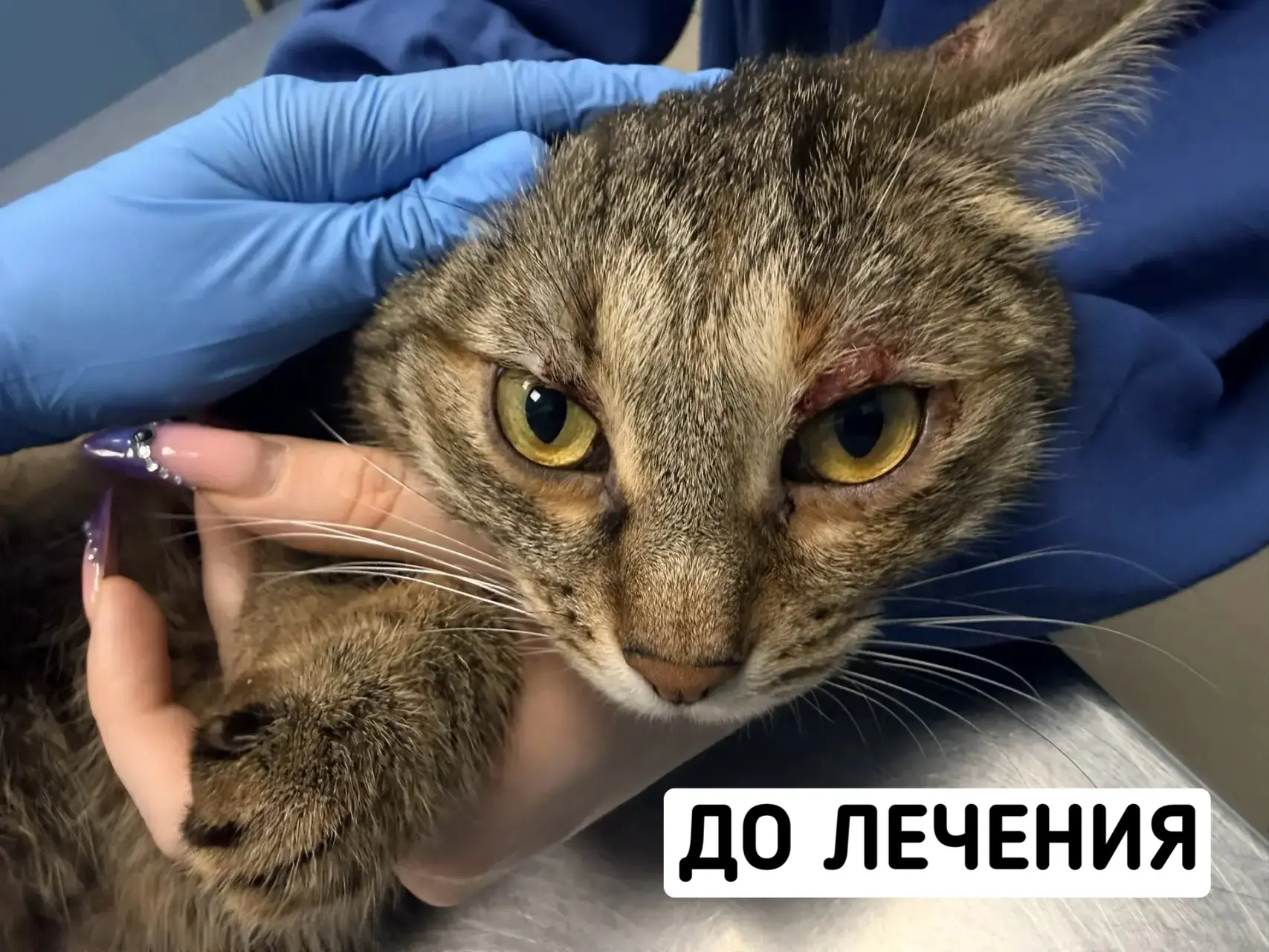 Атопический синдром у кошек: когда зуд не проходит 🐱