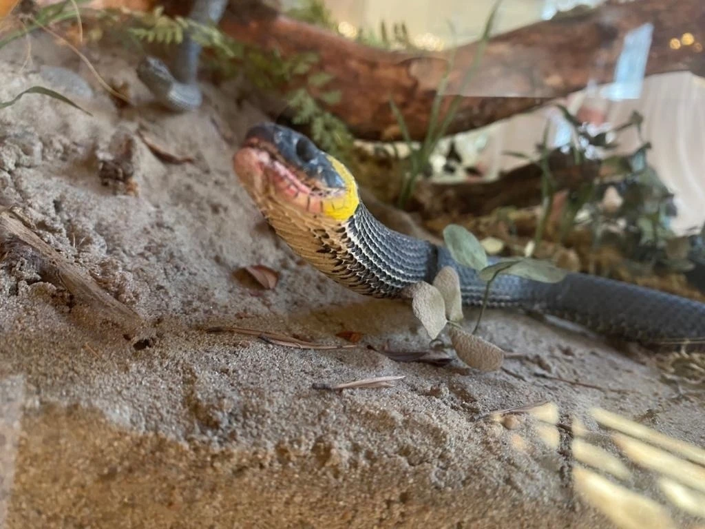 🐍Осторожно, змеи!

⚡Проявляйте осторожность на дачных участках из-за сезонной активности змей. Они 