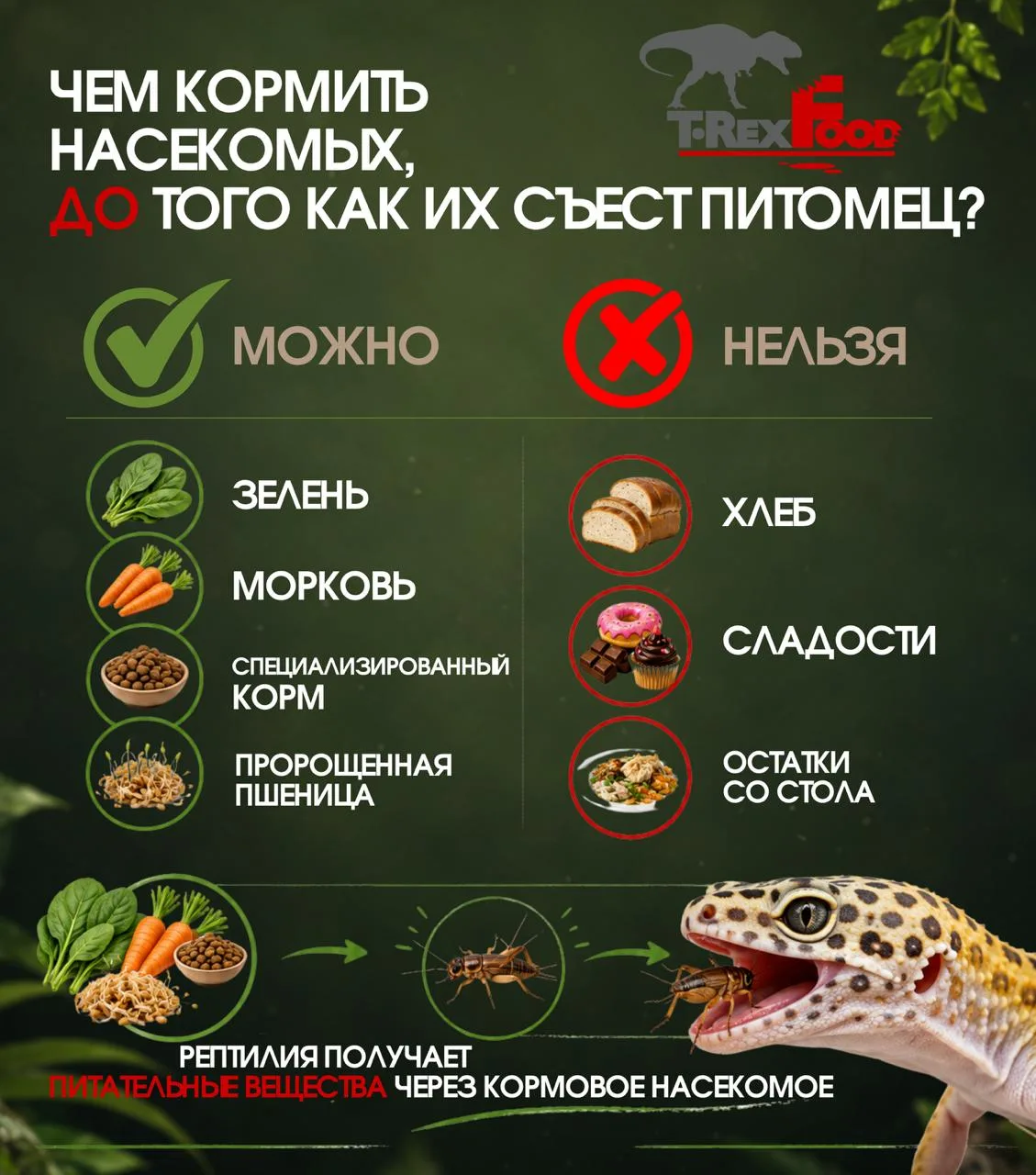 Чем кормить насекомых?

Правильное питание кормовых насекомых позволяет:

✅ увеличить продолжительно