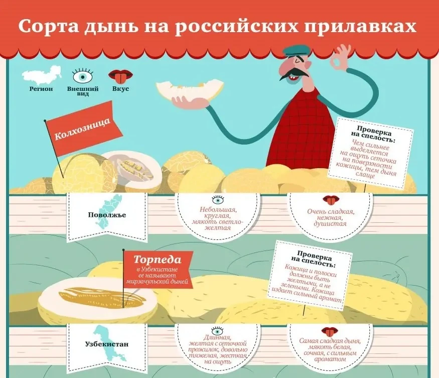 Какие дыни нам продают и как определить их спелость

Наступления дынного сезона мы все ждем с нетерп