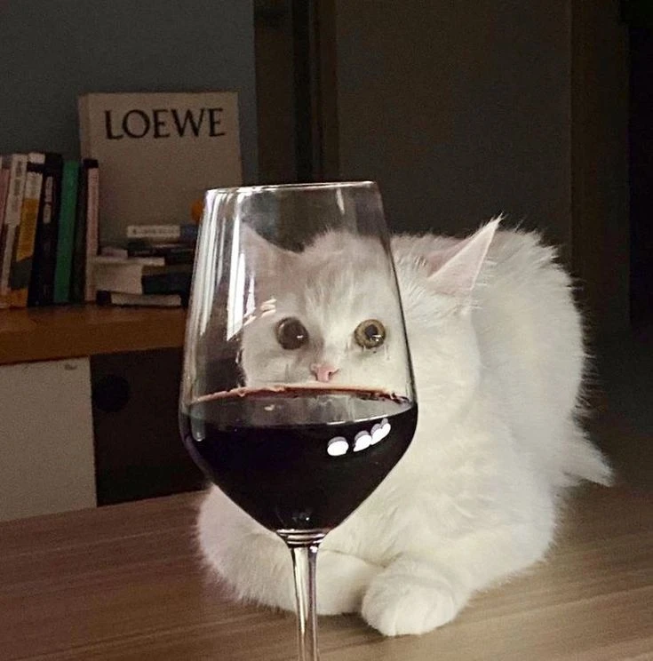 🍷 Вино продлевает жизнь мужчинам, — учёные