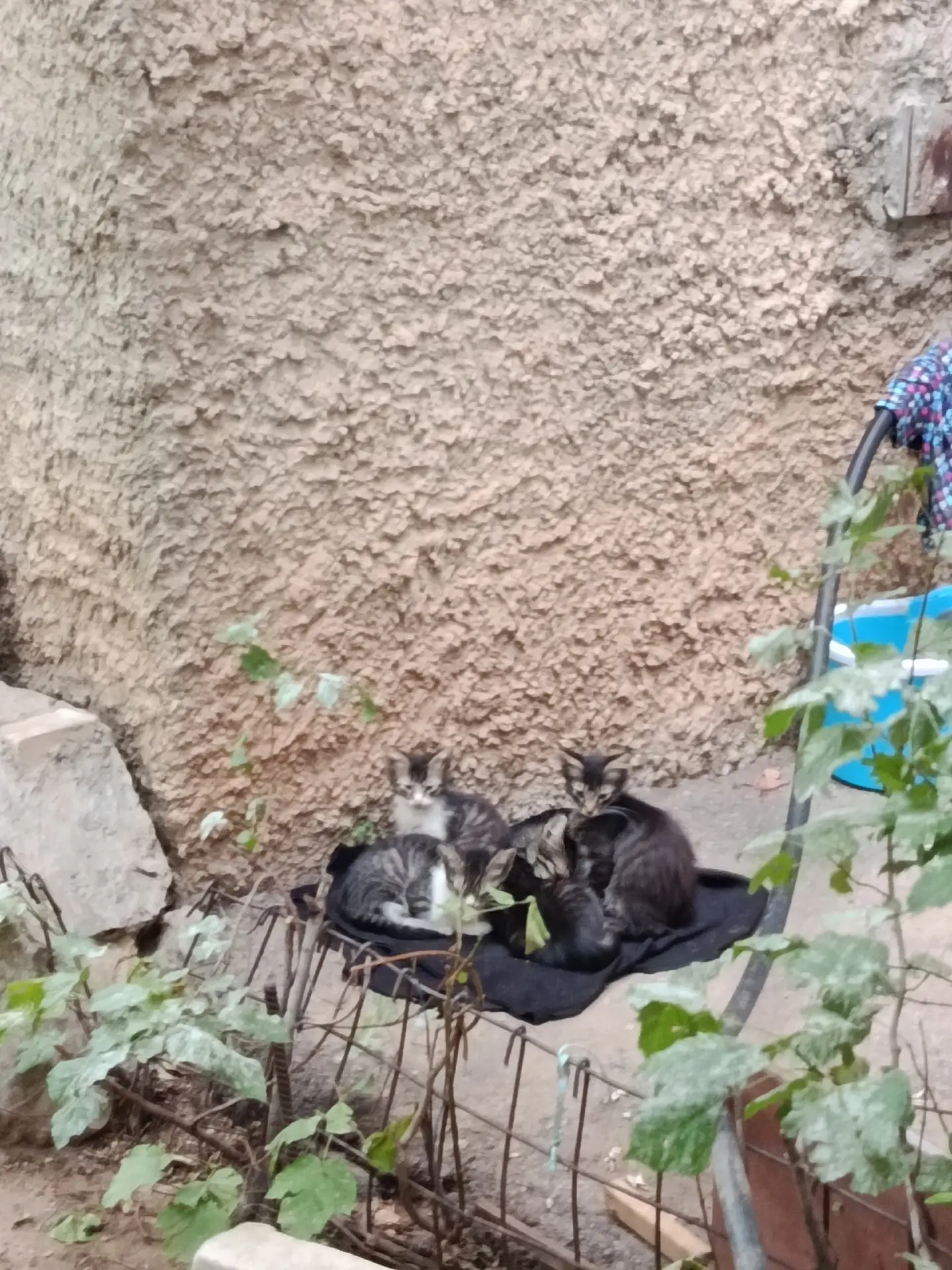 Котята оказались на улице. Милые, ласковые комочки... Давайте поможем найти им надёжног...