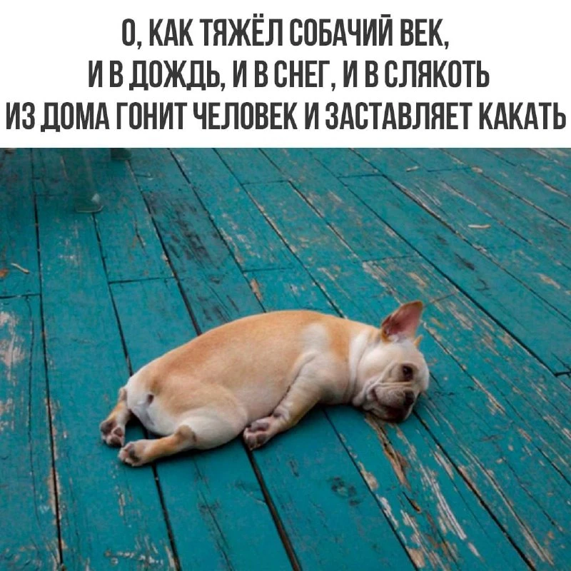👀MAX С Юмором‼️